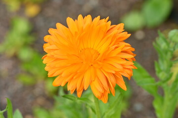 Orange Pot Marigold