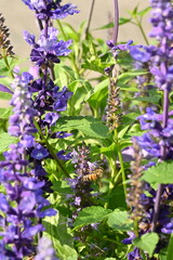 Bees on  a hyssop plant