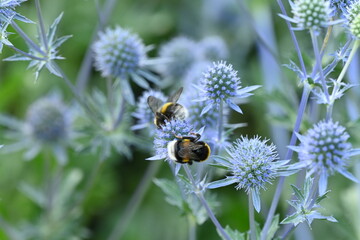 Buff-Tail on a Blue thistle