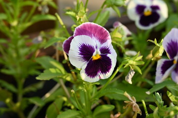 Purple Pansy