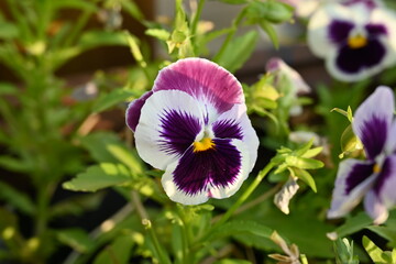 Purple Pansy flowers