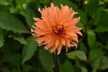 Garden Dahlia