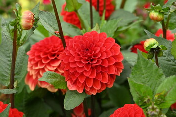 Red Garden Dahlia