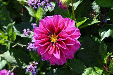 Miss Willmott Pink Zinnia