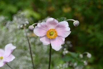 White/Pink anemone