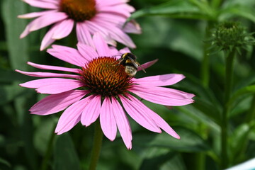 bumblebee on a pink coneflower