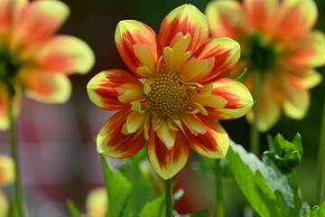 beautiful red and yellow treasure flower
