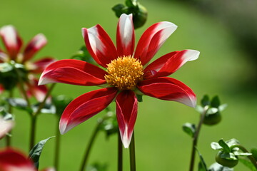 red white treasure flower