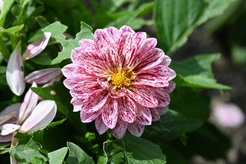 Red White Speckled Daisy