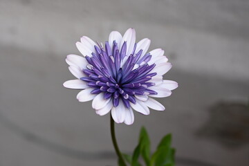 White purple african daisy
