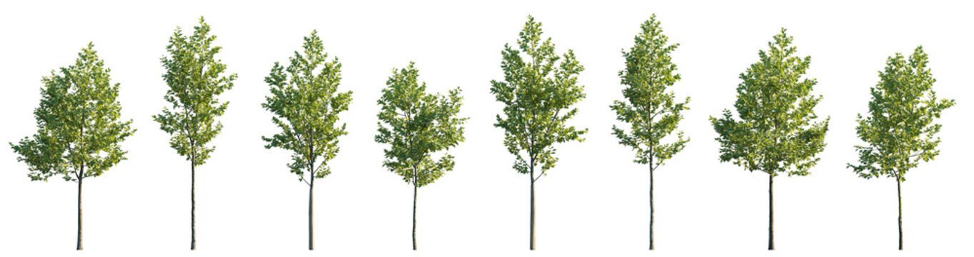 Beautiful street trees: young Sycamore platanus maple isolated png on transparent background premium nature cutout