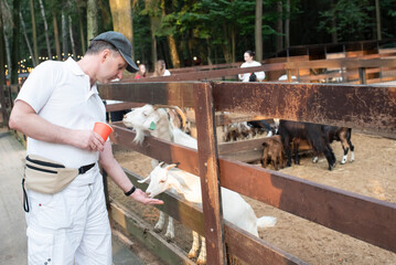 man feeds carrots to white goats