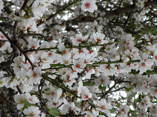Branches with beautiful white almond flowers