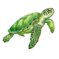 Fototapeta premium Vibrant Watercolor Green Sea Turtle Isolated on White Background Marine Life Painting
