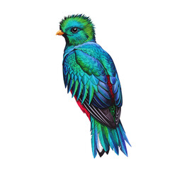 Obraz premium Beautiful Resplendent Quetzal Bird Isolated on White Background Tropical Wildlife Art