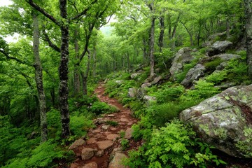 Hiking trail through lush, misty forest
