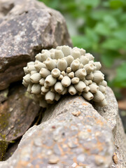 Umbilicaria mammulata.  Smooth rock tripe on a rock near Whitetop Mountain in South-west Virginia. An edible folios lichen found on rocks in higher elevations with pure air quality.