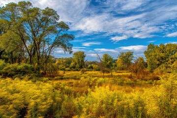 Autumnal meadow bathed in sunlight, trees and wildflowers