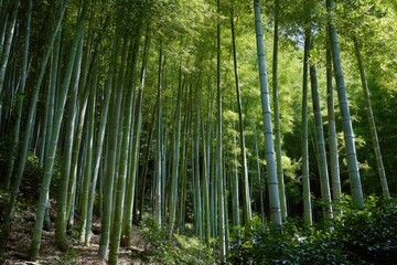 Lush green bamboo forest. Sunlight filters through tall stalks