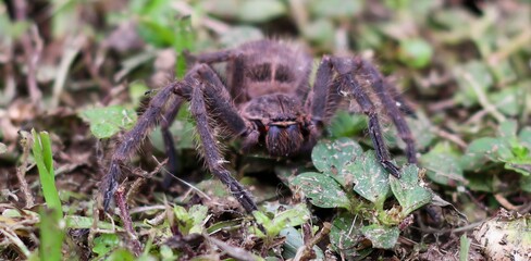 Aranha carangueijo gigante em um gramado
