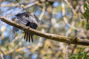 An American Crow flying from a branch at Whitaker Ponds Nature Park in Portland Oregon
