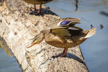 A female Mallard Duck stretching its neck and wings on a log at Whitaker Ponds Nature Park in Portland Oregon