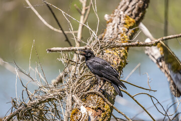 An American Crow perched on an old fallen tree with food in its mouth at Oaks Bottom Wildlife Refuge in Portland Oregon