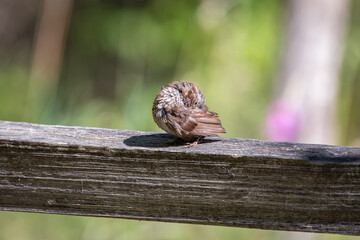 A Juvenile Song Sparrow preening itself on a wood fence rail at Oaks Bottom Wildlife Refuge in Portland Oregon