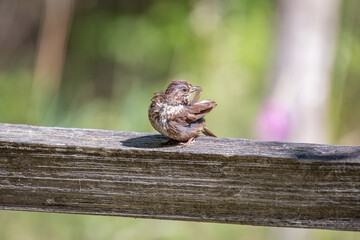 A Juvenile Song Sparrow preening itself on a wood fence rail at Oaks Bottom Wildlife Refuge in Portland Oregon