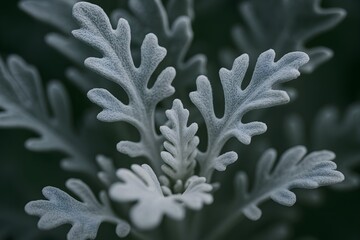 Intimate macro photography highlighting the intricate patterns of Dusty miller's silver foliage.