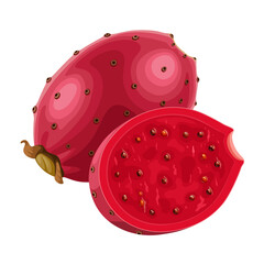 Illustration of Opuntia fruit, commonly called prickly pear cactus, isolated on white background.