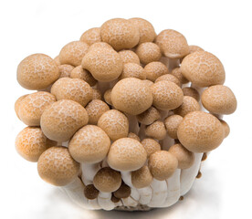 Beech Mushroom on White