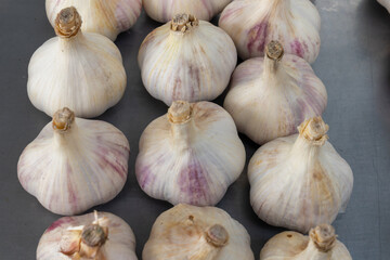 Harvested garlic bulbs ready for storage or cooking kitchen ingredients pattern and natural farming concept. Whole garlic bulbs on gray background organized in neat rows.