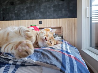 A ginger tabby cat basks blissfully in deep sleep on a cozy bed, with its tabby companion resting nearby. This scene captures harmonious coexistence and peaceful domestic bliss at home.