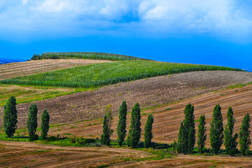 Monferrato meraviglioso, colline in estate a San Salvatore M.to. - Alessandria - Piemonte - Italia