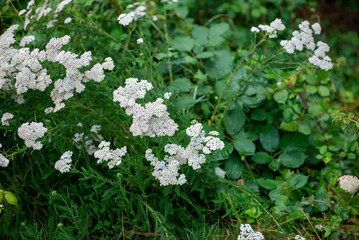Yarrow  Achillea Millefolium