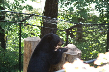 bear climbing a log in its enclosure