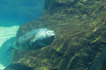 Fototapeta premium sea lion swimming in its zoo enclosure