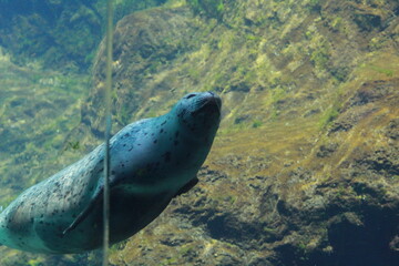 Fototapeta premium sea lion swimming in its zoo enclosure