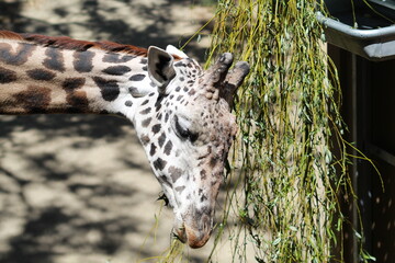 Giraffe snacking on leaves at the zoo