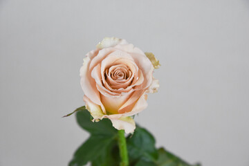 コーラルピンクのばら