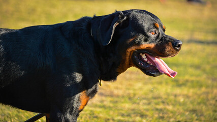 A group of dogs of different breeds in the park with sunlight