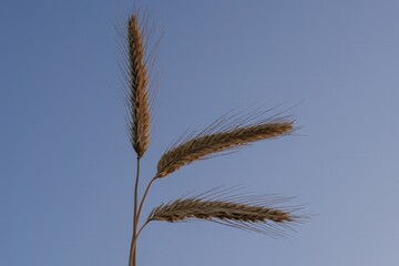 Ripe rye ears reach towards the sky in the evening light. In the background is a clear summer sky. Perfect for farming, food and organic lifestyle themes.