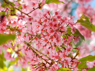 background of delicate pink cherry blossom flowers with rays and sun in the blurred background