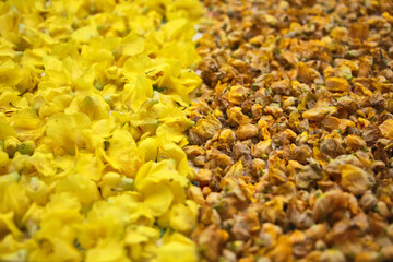 Trocknen von K&ouml;nigskerzen als Heilpflanze