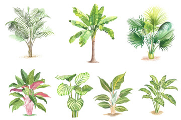 Watercolour Tropical plant set. Palm trees, banana plants, washingtonia, monstera isolated on white. exotic green bushes and small trees