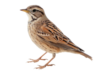 Lark Close-Up on Transparent Background