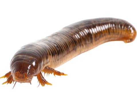 Close-up of a Brown Millipede