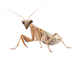 Praying Mantis Close-Up