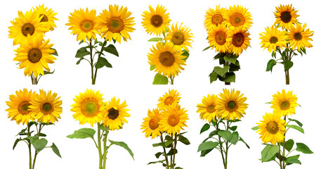 Sunflowers collection various bouquet isolated on white background. Sun symbol. Flowers yellow, agriculture. Seeds and oil. Flat lay, top view. Bio. Eco